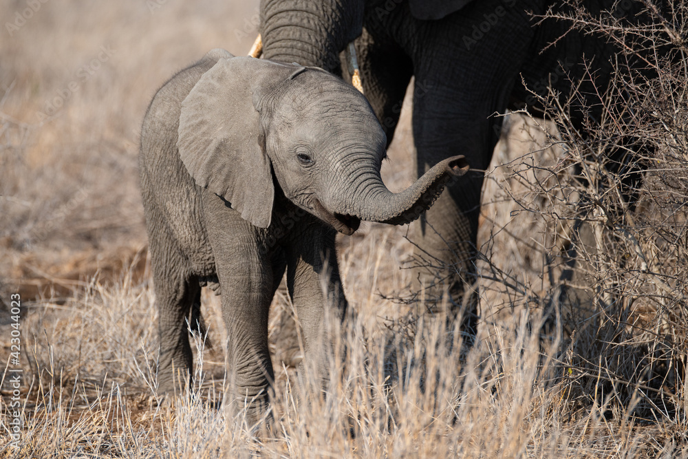 An Elephant cow and her calf seen on a safari in South Africa