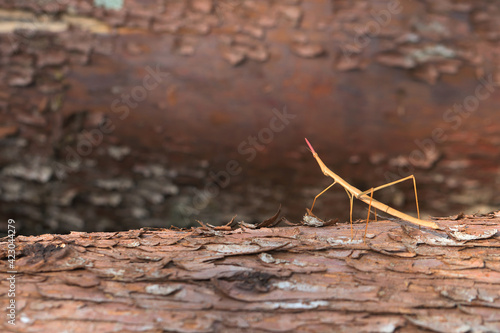 Stick insect on a dry tree trunk