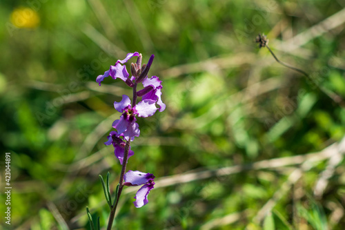 Fototapeta Naklejka Na Ścianę i Meble -  Close up of purple wildflower in green background 