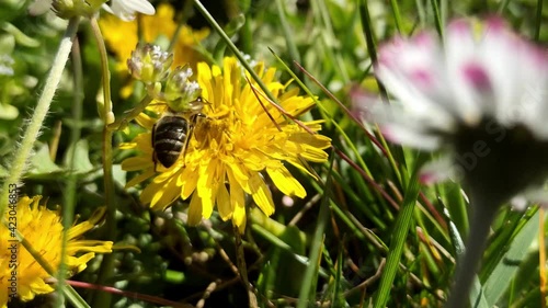 A honeybee pollinates a garden flower in nature while gentle wind blows. An insect collecting nectar from flower Bud plant. close-up, macro. Biology. Peony flower. Make honey. photo