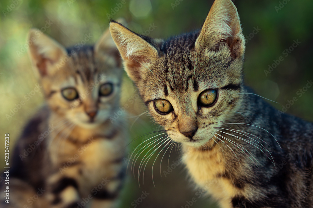Sibling kittens with intense colors and deep gaze Sibling kittens with intense colors and deep gaze