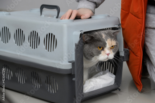the cat in the plastic carrier © food and animals
