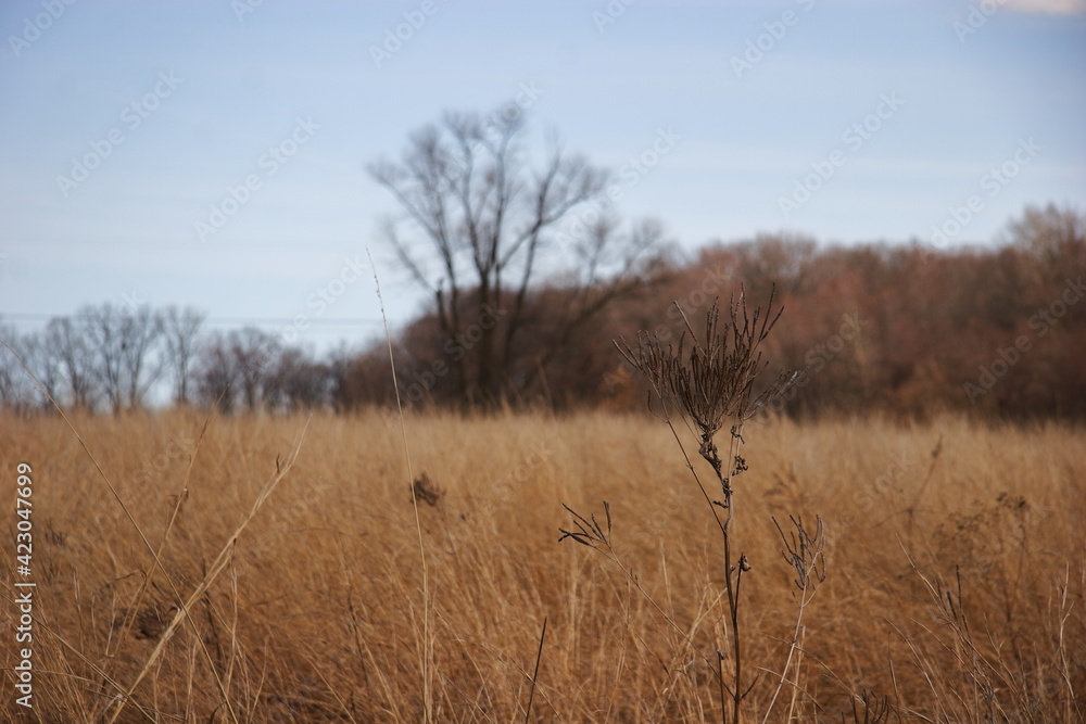 Foliage near the forest edge