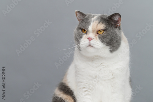 Bilde på lerret exotic cat on gray background