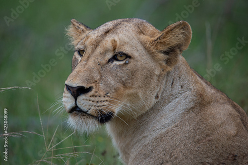 A female Lion seen on a safari in South Africa