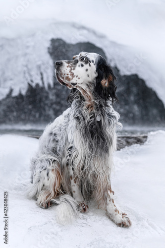 english setter at the waterfall in winter