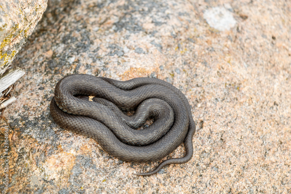 European grass snake or ringed snake, Natrix natrix. Close up of a snake. Snake resting on stone. European grass snake or ringed snake, Natrix natrix. Close up of a snake. Snake resting on stone.