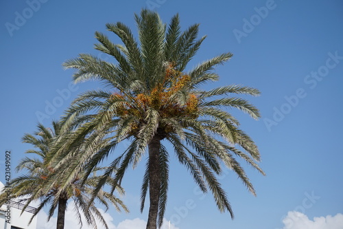 palm trees against blue sky