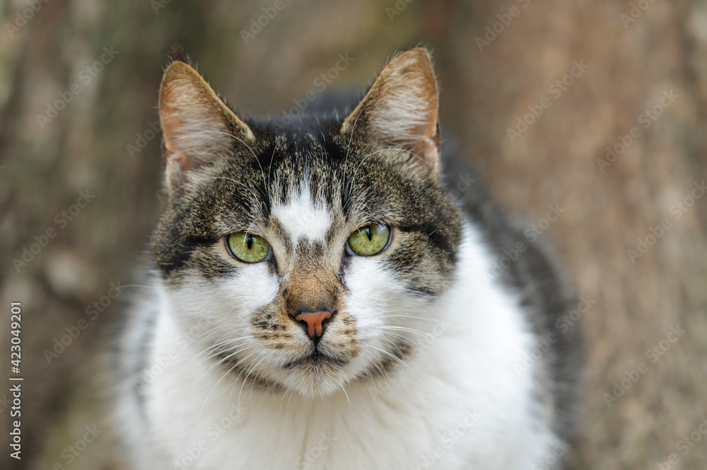 Portrait of a cat on a blurred natural background. Close-up. Selective focus
