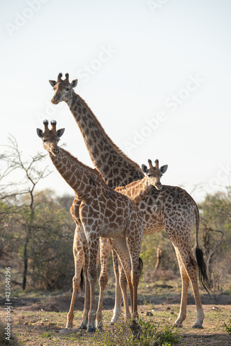 Southern Giraffe seen on a safari in South Africa