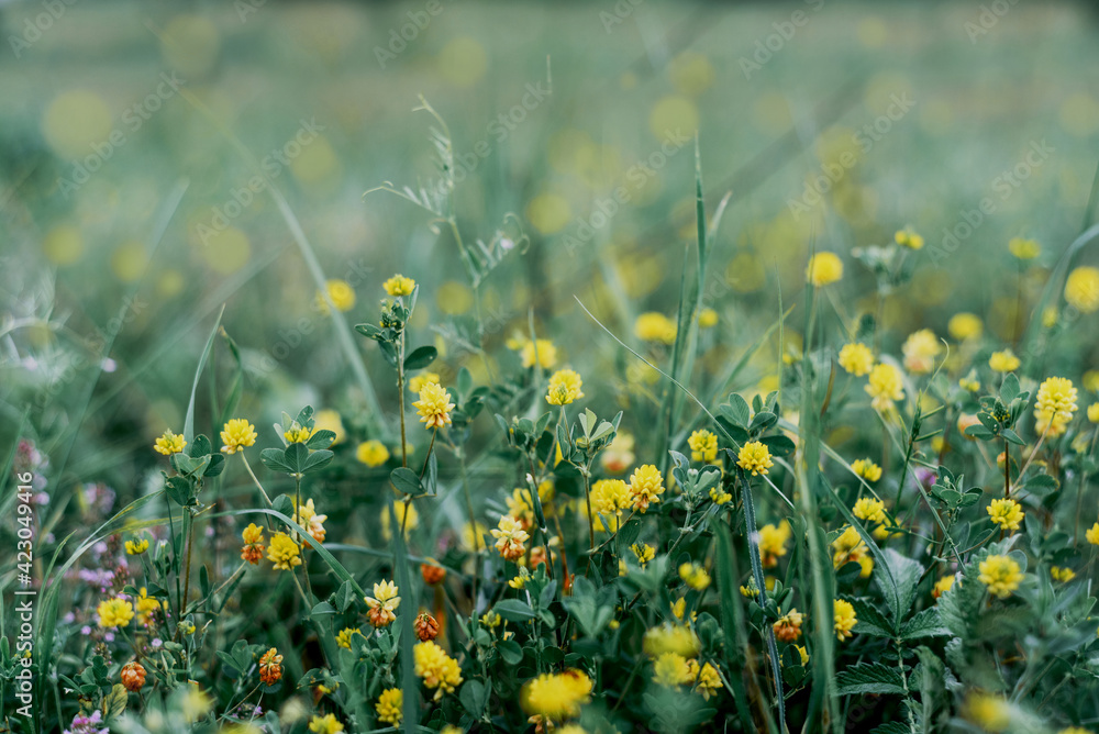 Green summer background with yellow clover flowers, summer wild flowers on the meadow