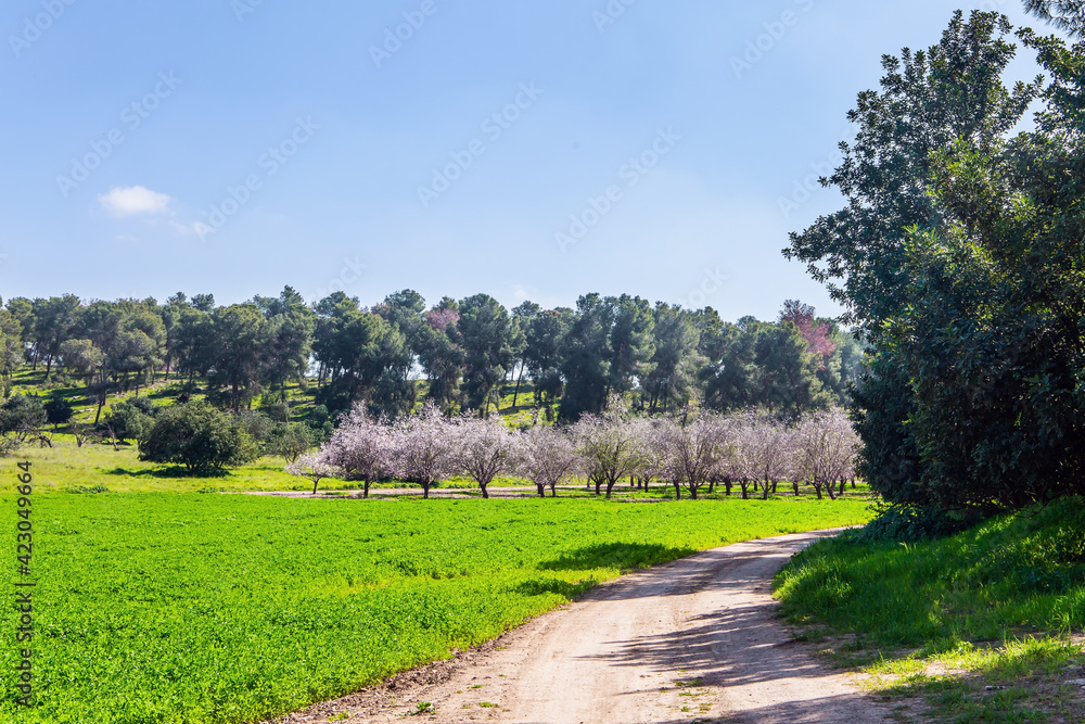 The road crosses a flowering meadow