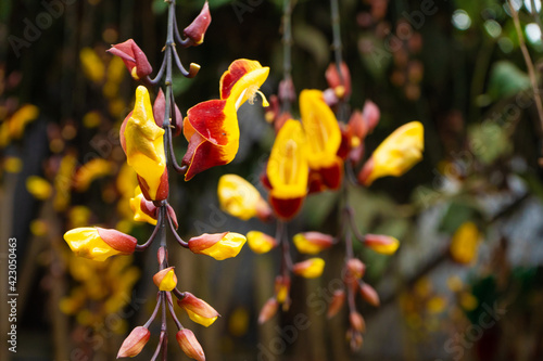 Tunberia beautiful perennial herbaceous climbing plants of Asia photo