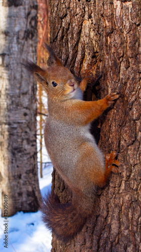 squirrel on a tree © Roma Bobrow