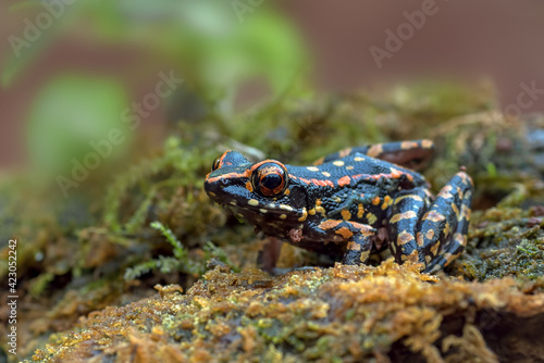 The spotted stream frog ( Hylarana picturata) inside a bush, amphibian	