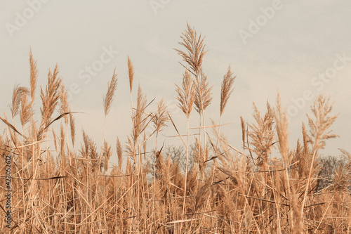 Pampas grass in grey sky. Abstract natural minimal background of Cortaderia selloana fluffy plants moving in the wind.