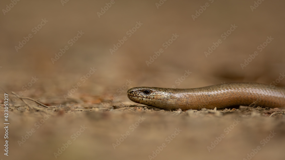 Slow worm, Anguis fragilis, single reptile Slow worm, Anguis fragilis, single reptile