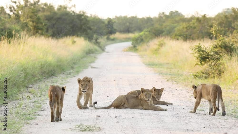 Wide shot of five lion cubs relaxing in the road, Greater Kruger. Wide shot of five lion cubs relaxing in the road, Greater Kruger.