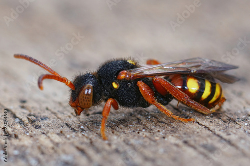 Closeup of a female Dusky-horned Nomad Bee, Nomada bifasciata, a cleptoparasite bee on the white bellied mining bee , Andrena gravida