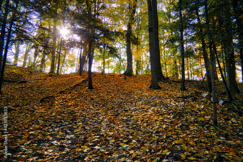 Autumn landscape of the forest in National Park with lens flare