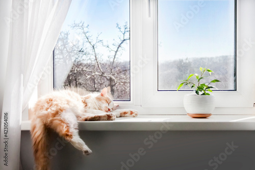 Photo White-red fluffy cat sleeping on the windowsill of living room