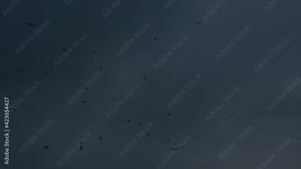 Black Birds in the Night Sky. A lot of black birds soar against the background of the night cloudy sky. Slow Motion at a rate of 120 fps Black Birds in the Night Sky. A lot of black birds soar against the background of the night cloudy sky. Slow Motion at a rate of 120 fps