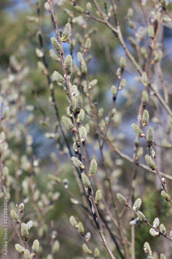 blooming pussy willow buds on a blurred background, horizontal. blooming pussy willow buds on a blurred background, horizontal.
