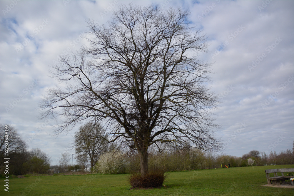 Fototapeta premium lone tree in a field