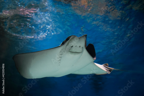 cownose ray swimming in the water,  fish underwater in the aquarium © IvSky