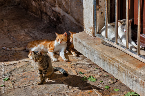 Four cats on the street of an old European city