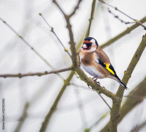 Goldfinch sitting on the twig of a tree © manfredxy