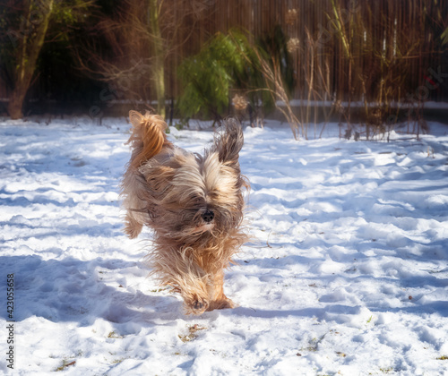 Tibetan terrier dog running in the snow © manfredxy