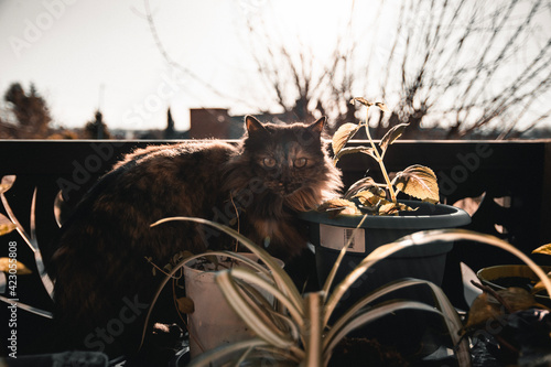 Fotografie cat on the grass