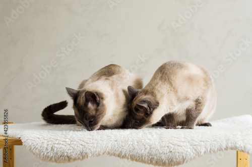 Two similar cats playing or fighting indoor, sibling cats, relationship between cats