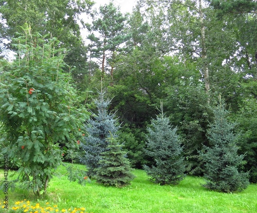 Young blue and green spruce, flowering rowan in the forest among old pines and birches in the background. A small glade with bright green grass and flowers on a warm summer day