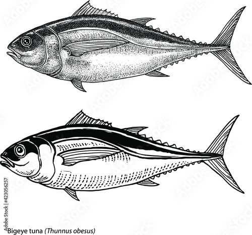    black and white hand drawn illustration of bigeye tuna (Thunnus obesus) isolated on white. Hand made, vector