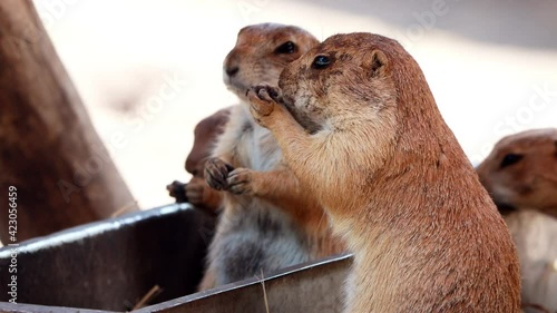 cute Prairie dogs very hungry, Cynomys
