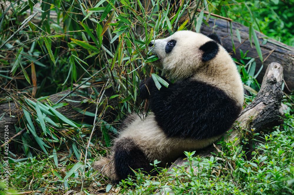 Obraz premium Giant panda bear eating bamboo in forest