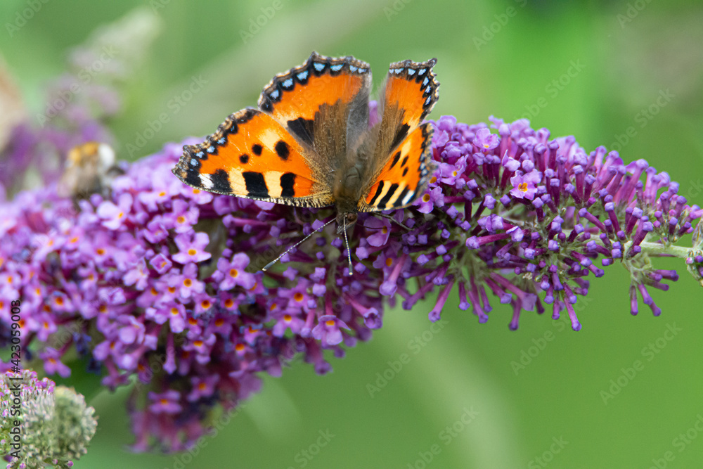 orange brown little fox butterfly orange brown little fox butterfly