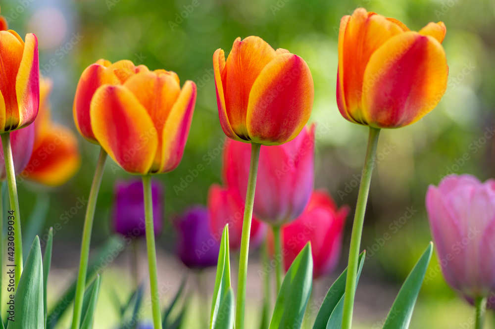 Amazing garden field with tulips of various bright rainbow color petals, beautiful bouquet of colors in sunlight daylight Amazing garden field with tulips of various bright rainbow color petals, beautiful bouquet of colors in sunlight daylight