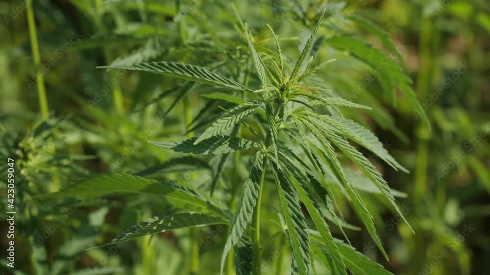 Cannabis Hemp, Top Of A Ripe Plant With Leaves And Seeds Cannabis Hemp, Top Of A Ripe Plant With Leaves And Seeds