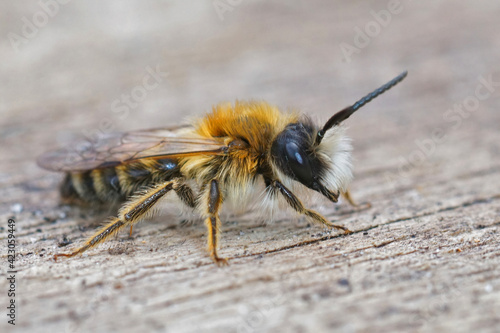 Closeup of a male White bellied mining bee , Andrena gravida.