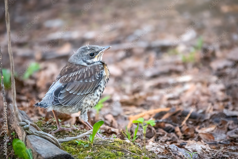 A fieldfare chick, Turdus pilaris, has left the nest and sitting on the spring lawn. A fieldfare chick sits on the ground and waits for food from its parents. A fieldfare chick, Turdus pilaris, has left the nest and sitting on the spring lawn. A fieldfare chick sits on the ground and waits for food from its parents.