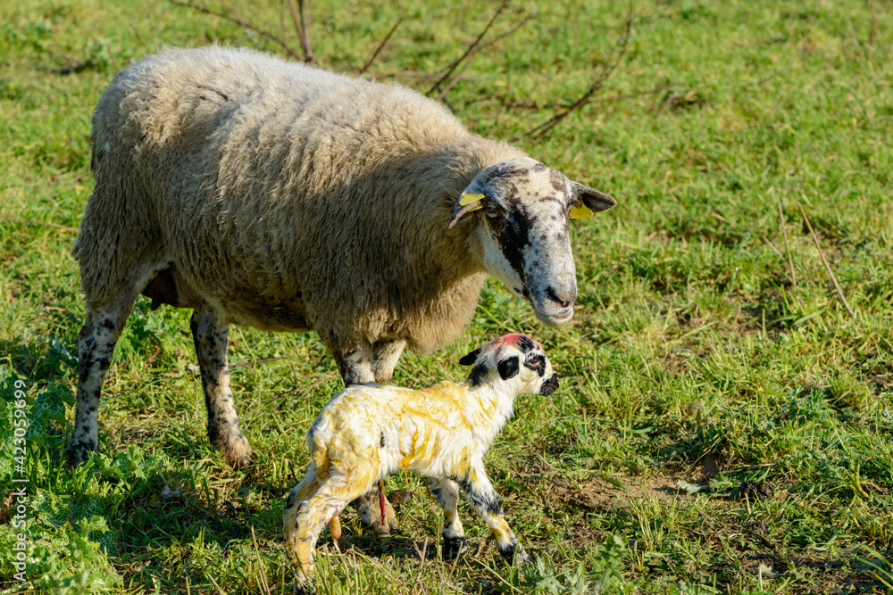 Fototapeta premium Newborn sheep in the field