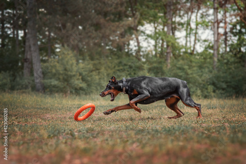 dog running in the park