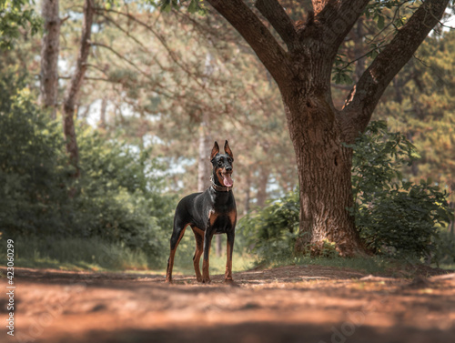 dog in the woods