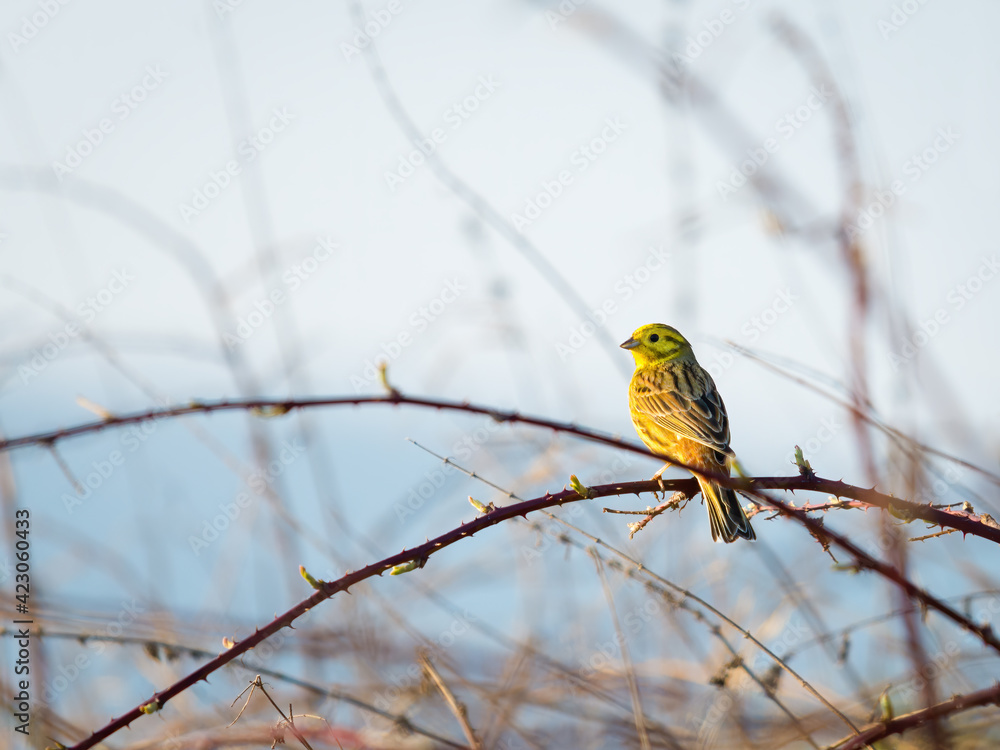 yellowhammer on a small branch of a rosebush yellowhammer on a small branch of a rosebush
