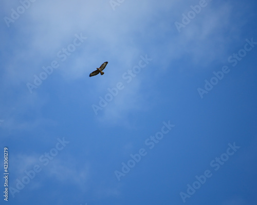 bird in flight