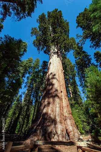 General Sherman Sequoia © Kushnirov Avraham