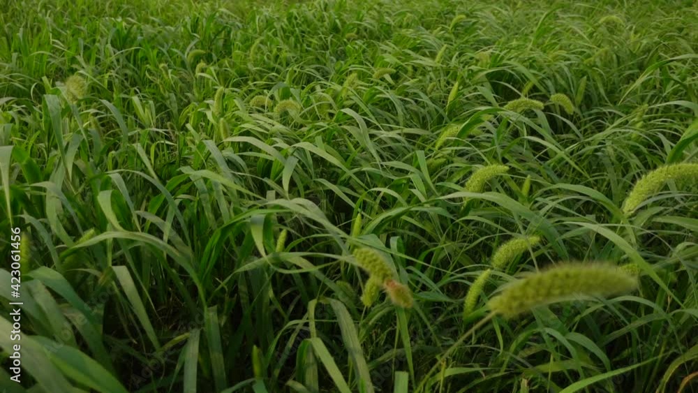 Green-brown Foxtail millet crops are swaying in the spring air. Green crops field background. Slow-motion video. Green-brown Foxtail millet crops are swaying in the spring air. Green crops field background. Slow-motion video.